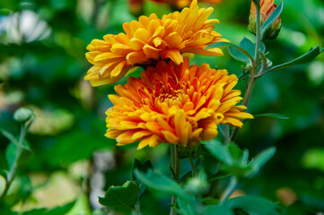Chrysanthemum flower in garden. Chrysanthemum chrysanth or mum flower flowering outdoor in nature