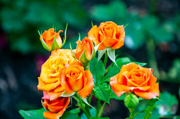Rose garden in spring. Rose bush. Beautiful fresh roses in nature. Orange tea roses bush in garden. Summer blooming flower. Soft flower petals