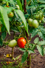 Garden farming and harvesting. Summer or autumn farm. Vegetable harvesting. Tomato organic healthy vegetable. Gardening agriculture cultivation. Organic tomato food. Harvest of cultivated vegetable