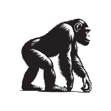 recommend clip art: Stylish chimpanzee silhouette for various media and print purposes - Chimpanzee black vector
                    