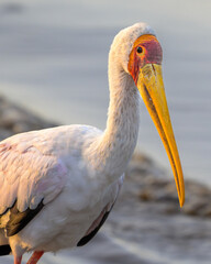 Yellow-billed stork
