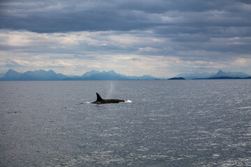 Wild killer whale orca in Andenes town on the polar line in Northern Norway