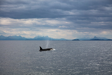 Wild killer whale orca in Andenes town on the polar line in Northern Norway