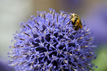 Brush beetle on a purple flower