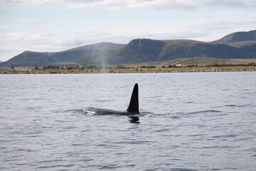 Wild killer whale orca in Andenes town on the polar line in Northern Norway