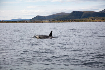 Wild killer whale orca in Andenes town on the polar line in Northern Norway