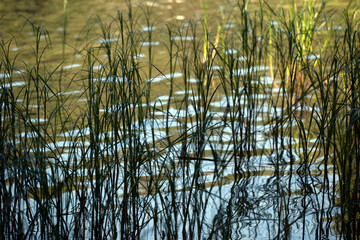 grass and sea, nacka,sverige,sweden,mats,stockholm,summer