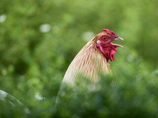 Rooster crowing hiding in the bushes