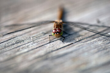 dragonfly on a leaf, nacka,sverige,sweden,mats,stockholm,summer