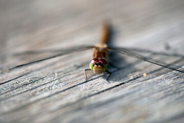 fly on a leaf, nacka,sverige,sweden,mats,stockholm,summer