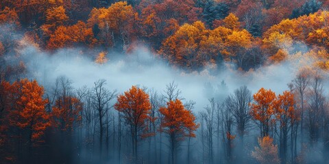 The dense October fog hung over the misty autumn forest, the trees disappearing into a gentle veil of mystery, October Fog, eerie tranquility.