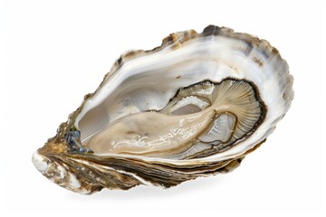 Naklejka premium A beautifully crafted oyster shell reveals its delicate inner beauty. The textures and colors create a stunning visual. Ideal for nature and seafood themes. Generative AI