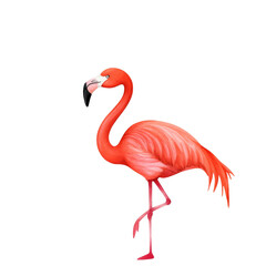 Fototapeta premium A vibrant flamingo standing gracefully on one leg, showcasing its stunning pink feathers against a simple background.