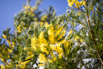 yellow wattle blossoms flowers close up blue sky blur