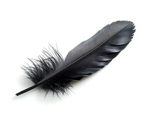 feather of a bird on a white background close-up macro