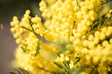 yellow wattle blossoms flowers close up blue sky blur