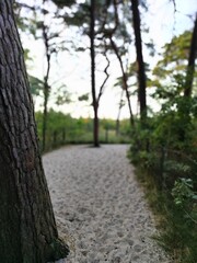 Obraz premium tree in the park