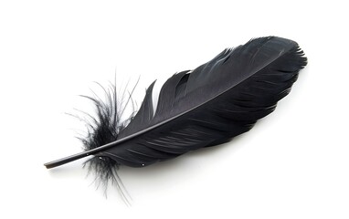 feather of a bird on a white background close-up macro