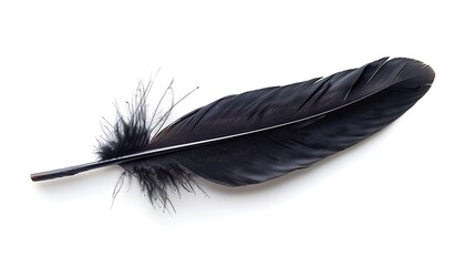 feather of a bird on a white background close-up macro