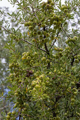 Wild Pear (Pyrus elaeagrifolia L.) tree. The wild pear plant is a wild pear that grows spontaneously in nature. It is also known as wild pear in society.