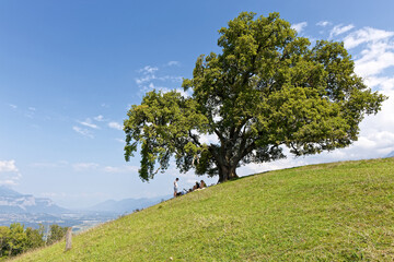 Fototapeta premium VENON, FRANCE, August 29, 2024 : A group of people rest under an old famous oak on the top of a hill