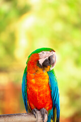 A close-up of a macaw. The multi-colored parrot sits on a perch. The background is blurred, which emphasizes the bird's bright colors.