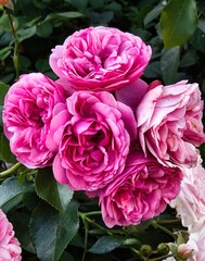 Fototapeta premium A bunch of pink roses blooming in the garden