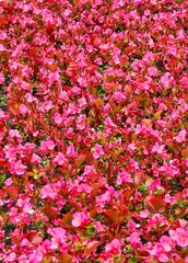 The beautiful Bronze Leaf Pink Begonia Bush.