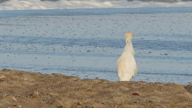 Cattle egret on the beach next to the sea, Bubulcus ibis