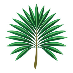 palm leaf isolated on white background