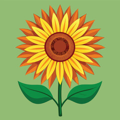 sunflower on white background