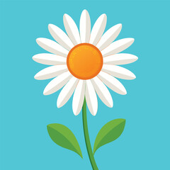 daisie camomile on a blue background