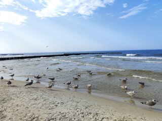 seagull on the sand