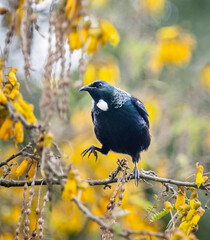 Tui bird with one leg perched on branches with yellow kowhai flowers. Auckland.