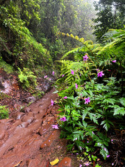 Fototapeta premium Hiking trail through a dense dark forest near an irrigation canal