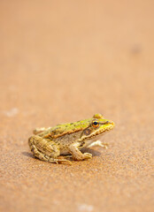 The frog sits on the sand on the shore of the lake. Beautiful wildlife landscape with place for text. The concept of protecting wildlife and ecology.
