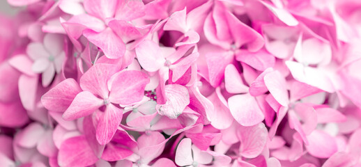 Pink flowers close up. Bouquet of purple flowers. City flower beds, a beautiful and well-groomed garden with flowering bushes.