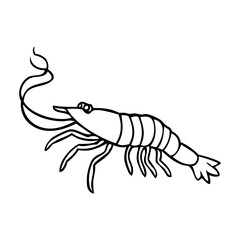 shrimp line vector illustration