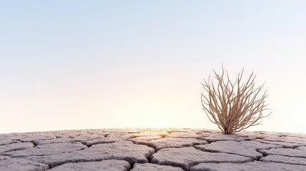 Dry Cracked Earth with Single Bush and Sunset