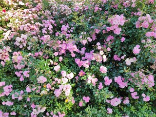 roses in garden