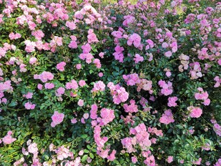Fototapeta premium roses in garden