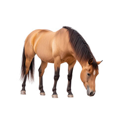 A majestic brown horse grazing peacefully in a lush green field, showcasing the beauty of nature and equine serenity.