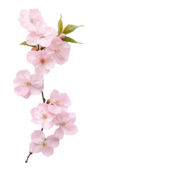 Obraz premium Delicate pink cherry blossoms in full bloom, capturing the beauty of spring with soft petals and vibrant colors.