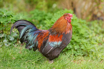 Red rooster free range in the grass