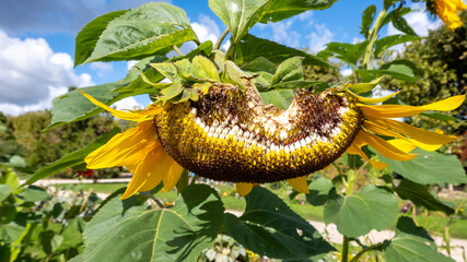 A sunflower head close up with seeds.