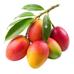Obraz premium Branch of delicious ripe mango Isolated On Transparent Background