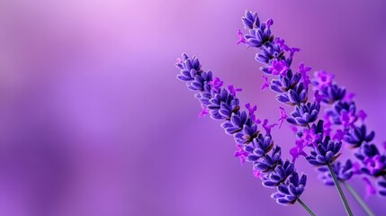 Fototapeta premium A tight shot of multiple purple blooms against a backdrop of purple and pink hues, with an out-of-focus sky above