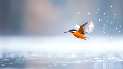 Obraz premium A bird flies over a body of water with its wings spread out