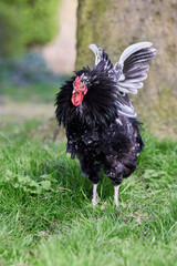 Rooster spreads wings in garden