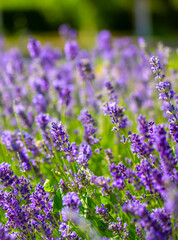 Naklejka premium Spring lavender flowers under sunlight. Lilac flowers close up. Beautiful landscape of nature with a panoramic view. Hi spring. long banner